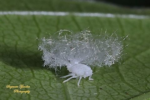 Ricaniid Planthopper Nymph (Ricaniidae)  Geotagged,Indonesia,Summer