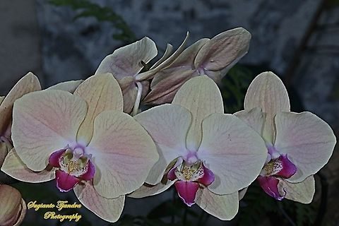 Orchid flower, Phaleonopsis (Orchidaceae)  Fall,Geotagged,Indonesia