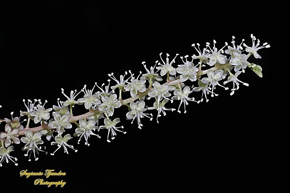 Binahong flower, Heartleaf maderavine madevine, Anredera cordifolia  Anredera cordifolia,Fall,Geotagged,Indonesia