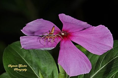 A tiny Jumping Spider on the Tapak Dara / Madagascar Periwinkle, Apocynaceae  Fall,Geotagged,Indonesia