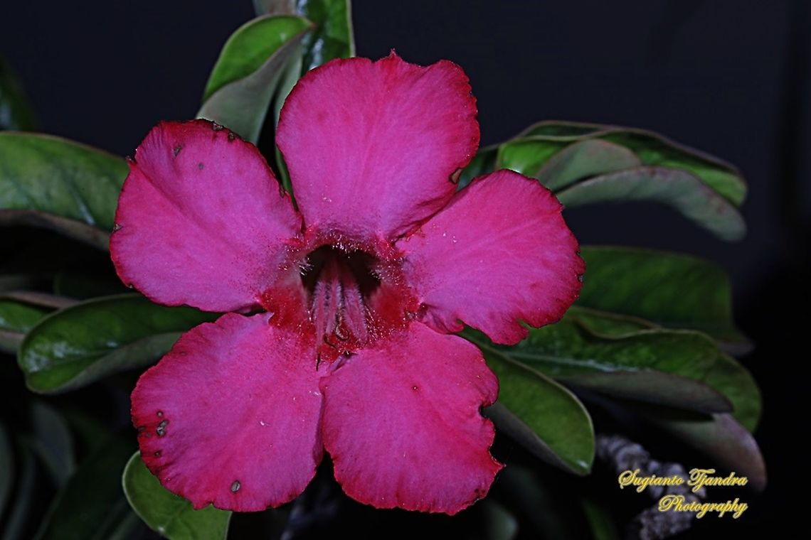 Adenium obesum, Apocynaceae  Fall,Geotagged,Indonesia