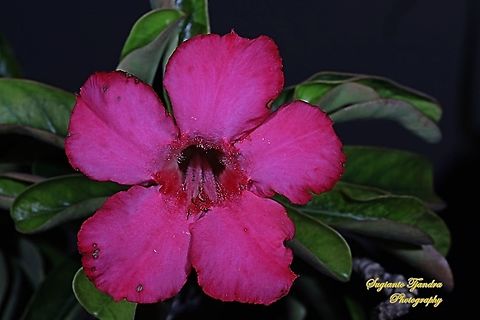 Adenium obesum, Apocynaceae  Fall,Geotagged,Indonesia