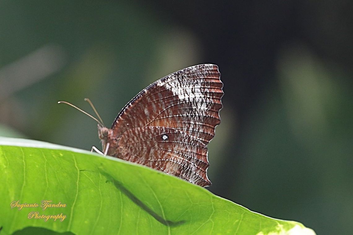 Common Palmfly Butterfly, Elymnias hypermnestra hypermnestra Title, please :) Fall,Geotagged,Indonesia