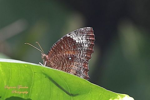 Common Palmfly Butterfly, Elymnias hypermnestra hypermnestra Title, please :) Fall,Geotagged,Indonesia