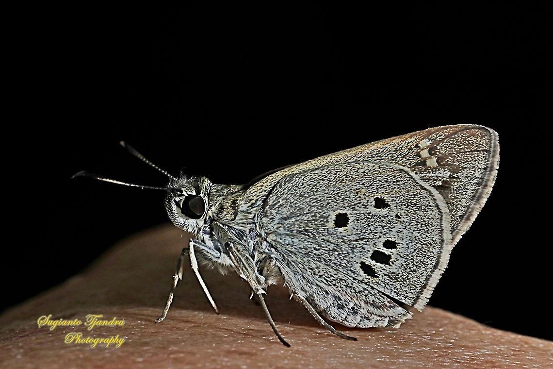 Palm Bob Skipper butterfly (Suastus gremius gremius)  Fall,Geotagged,Indonesia,Palm Bob,Suastus gremius