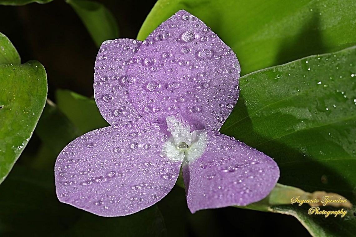 Bunga Kencur, Kaempferia elegans  Fall,Geotagged,Indonesia,Kaempferia elegans