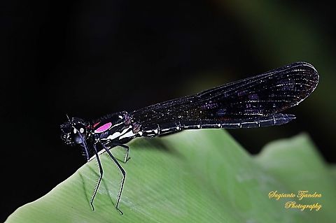 Jewel damselfly/Rhinocypha fenestrata, family Chlorocyphidae - male  Fall,Geotagged,Indonesia,Rhinocypha Fenestrata,Rhinocypha fenestrata