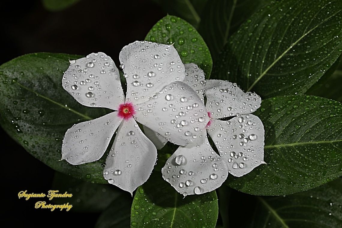 VINCA (Periwinkle) - Mediterranean White with a Red Center  Fall,Geotagged,Indonesia