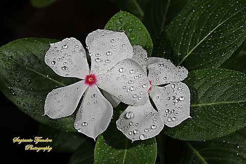 VINCA (Periwinkle) - Mediterranean White with a Red Center  Fall,Geotagged,Indonesia