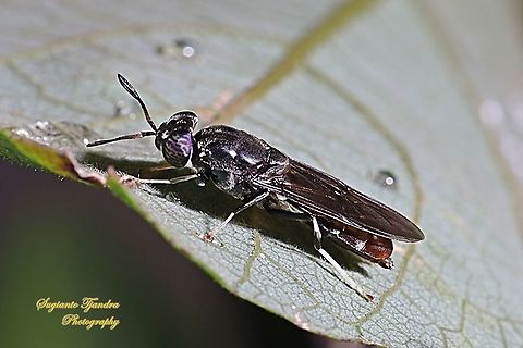 Black Soldier Fly, Hermetia illucens  Fall,Geotagged,Hermetia illucens,Indonesia