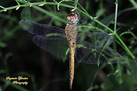 Dragonfly, Pantala flavescens (Wandering Glider) - female  Fall,Geotagged,Indonesia,Pantala flavescens,Wandering Glider