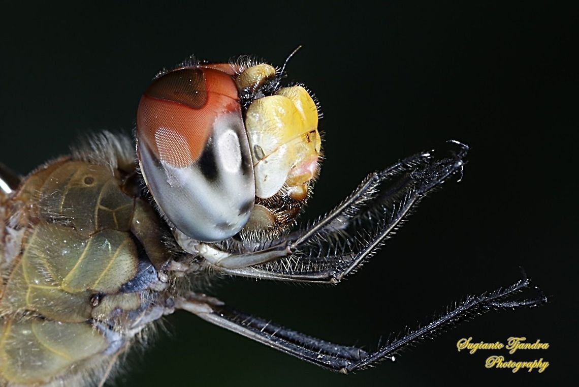 Dragonfly head, Pantala flavescens (Wandering Glider) - female  Fall,Geotagged,Indonesia,Pantala flavescens,Wandering Glider