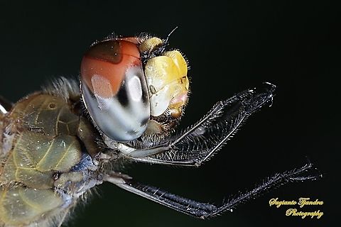 Dragonfly head, Pantala flavescens (Wandering Glider) - female  Fall,Geotagged,Indonesia,Pantala flavescens,Wandering Glider