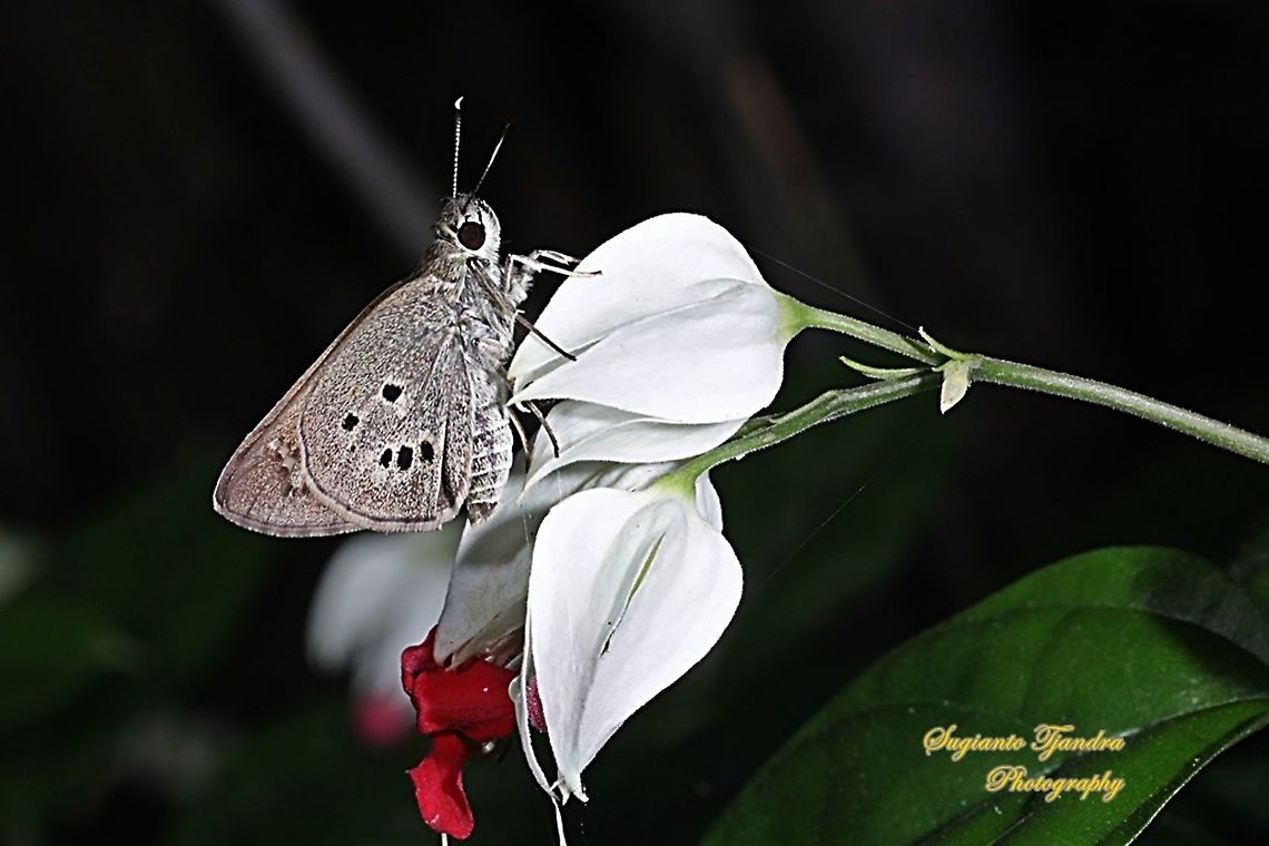 Palm Bob Skipper butterfly (Suastus gremius gremius)  Fall,Geotagged,Indonesia,Palm Bob,Suastus gremius