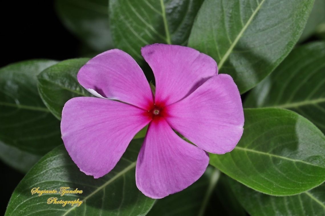 Tapak Dara Flower/ Madagascar Periwinkle, Apocynaceae  Catharanthus roseus,Fall,Geotagged,Indonesia,Madagascar rosy periwinkle