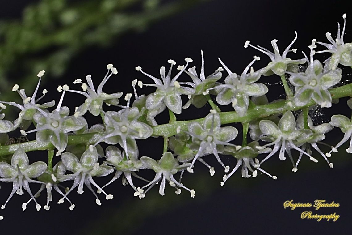 Binahong flower, Heartleaf maderavine madevine, Anredera cordifolia  Anredera cordifolia,Fall,Geotagged,Indonesia,Madeira-vine
