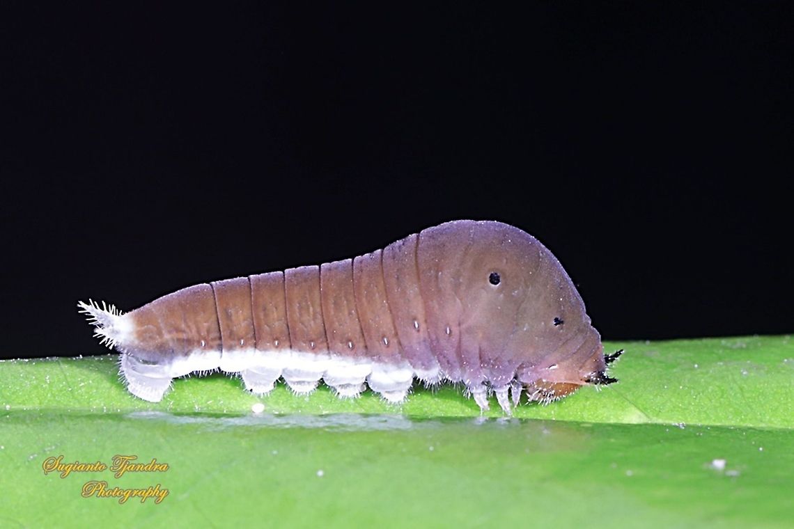 Caterpillar  Common Jay,Fall,Geotagged,Graphium doson,Indonesia
