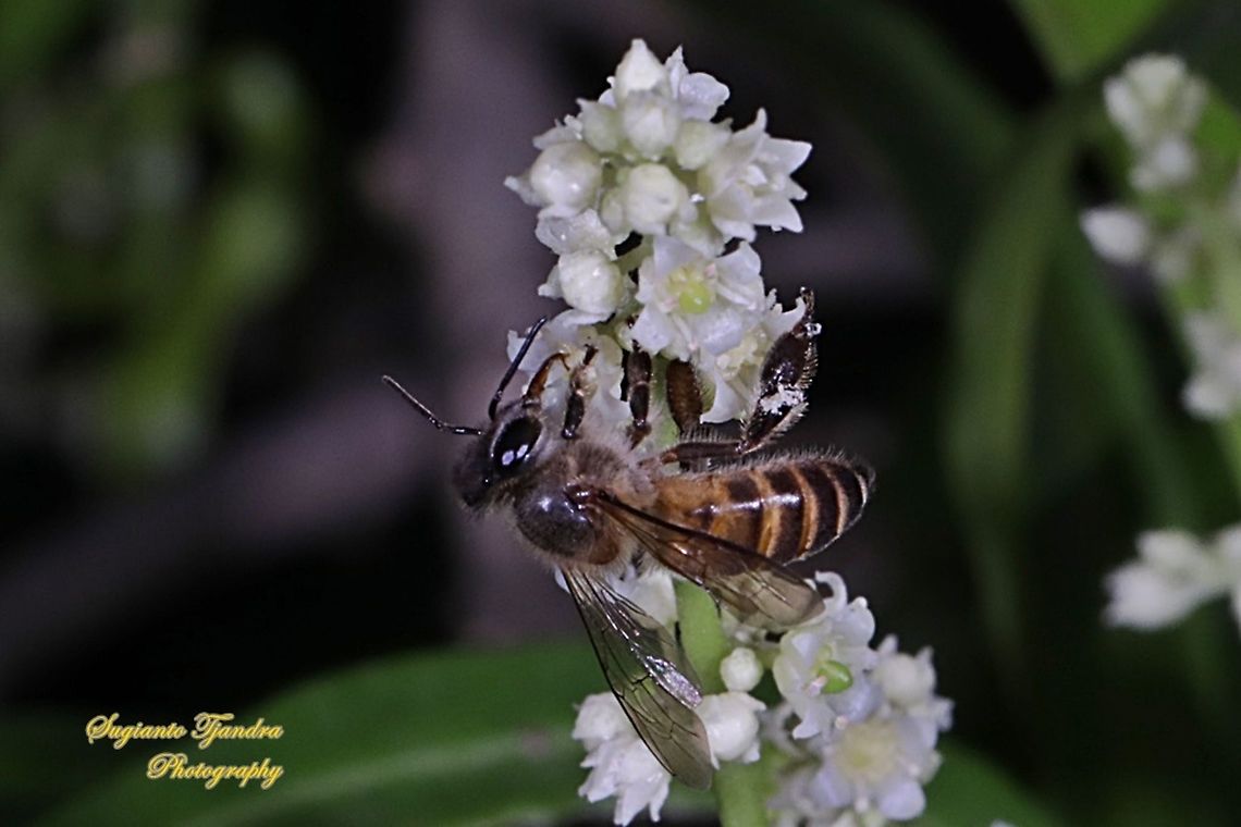 Honey Bee "sucking nectar on the Zodia flower, Evodia sauveolens"  Fall,Geotagged,Indonesia