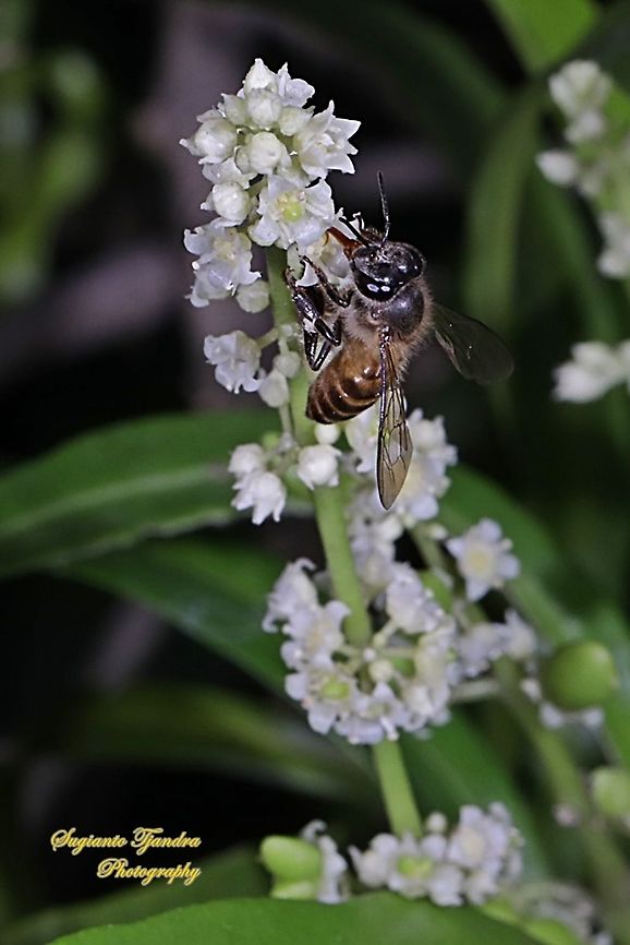 Honey Bee "sucking nectar on the Zodia flower, Evodia sauveolens"  Fall,Geotagged,Indonesia