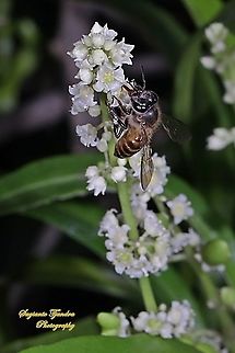 Honey Bee "sucking nectar on the Zodia flower, Evodia sauveolens"  Fall,Geotagged,Indonesia