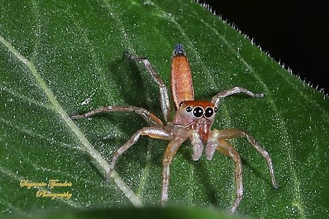 Tiny Jumping Spider  Cosmophasis lami,Fall,Geotagged,Indonesia