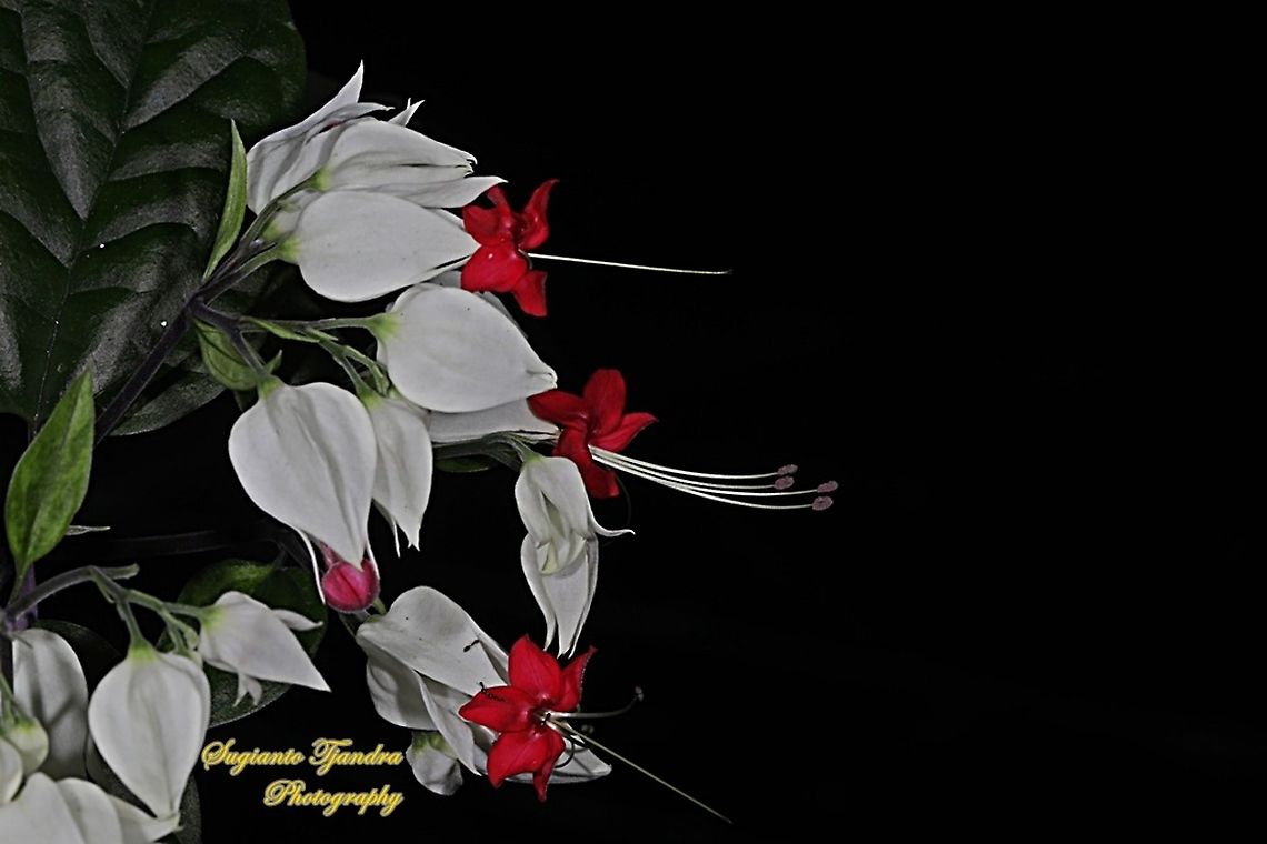 "Nona makan sirih", The White Bleeding Heart Vine, Clerodendrum thomsoniae  Bleeding glory-bower,Clerodendrum thomsoniae,Fall,Geotagged,Indonesia