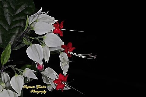 "Nona makan sirih", The White Bleeding Heart Vine, Clerodendrum thomsoniae  Bleeding glory-bower,Clerodendrum thomsoniae,Fall,Geotagged,Indonesia