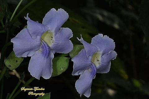 Blue sky flowers, Thunbergia grandiflora  Bengal clockvine,Fall,Geotagged,Indonesia,Thunbergia grandiflora