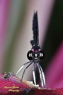 Jewel damselfly/Rhinocypha fenestrata, family Chlorocyphidae - male  Fall,Geotagged,Indonesia,Rhinocypha Fenestrata,Rhinocypha fenestrata