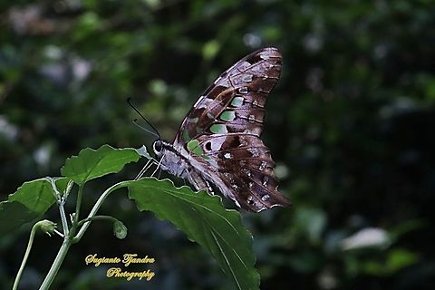 The Tailed Jay Butterfly, Graphium agamemnon  Fall,Geotagged,Graphium agamemnon,Indonesia,Tailed Jay