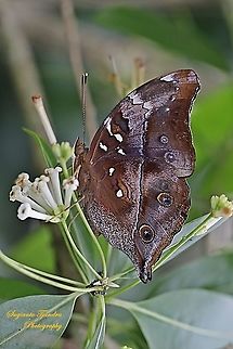 Autumn leaf butterfly, Doleschallia bisaltide (lowerside)  Autumn leaf,Doleschallia bisaltide,Fall,Geotagged,Indonesia