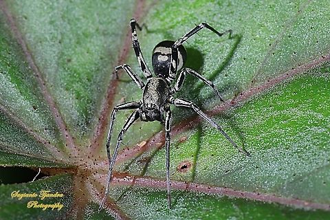Ant-Like Sac Spider, Corinnomma severum  Corinnomma severum,Fall,Geotagged,Indonesia