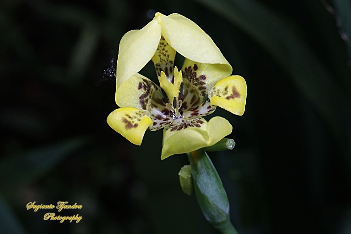Airis flower, Iris Sp, Iridaceae  Fall,Geotagged,Indonesia