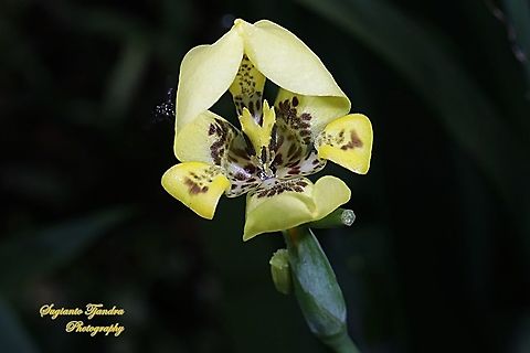 Airis flower, Iris Sp, Iridaceae  Fall,Geotagged,Indonesia