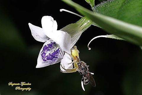 Thomisus Crab Spider w/prey (Hover fly) on the Chinese Violet Weed flower, Asystasia gangetica  Geotagged,Indonesia,Summer
