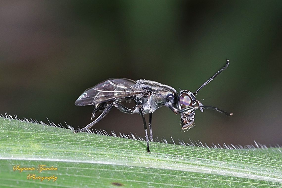 Plagiostenopterina (Platystomatidae)  Geotagged,Indonesia,Summer