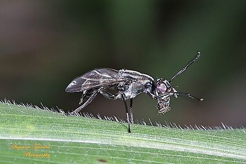 Plagiostenopterina (Platystomatidae)  Geotagged,Indonesia,Summer