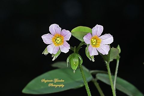 The lavender Sorrel, Oxalis barrelieri, Oxalidaceae  Fall,Geotagged,Indonesia