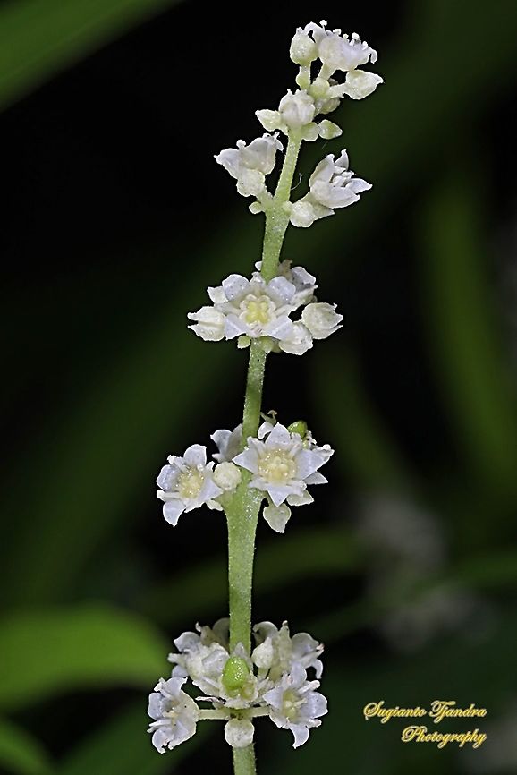 Zodia flower, Evodia sauveolens  Fall,Geotagged,Indonesia