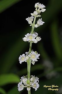 Zodia flower, Evodia sauveolens  Fall,Geotagged,Indonesia