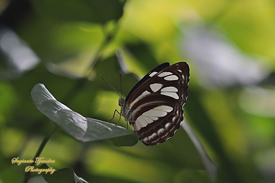 The Common Sailor Butterfly, Neptis Hylas Matuta  Common sailor,Fall,Geotagged,Indonesia,Neptis hylas