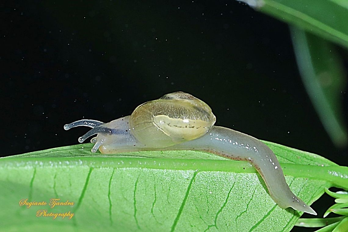 Soft shell garden snail  Geotagged,Indonesia,Summer