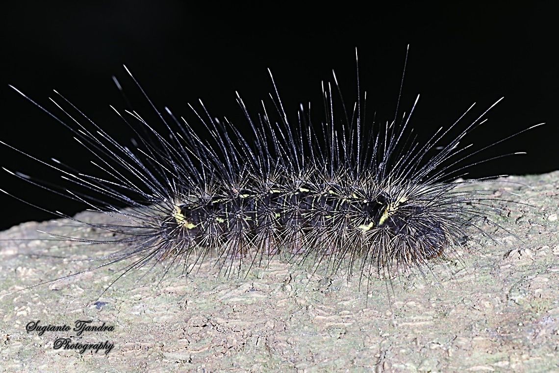 Black hairy caterpillar  Geotagged,Indonesia,Summer