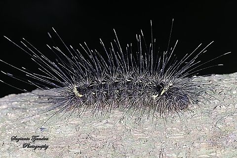 Black hairy caterpillar  Geotagged,Indonesia,Summer
