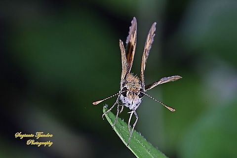 Skipper Butterfly - The Lesser Dart (Potanthus omaha)  Geotagged,Indonesia,Lesser dart,Potanthus omaha,Summer
