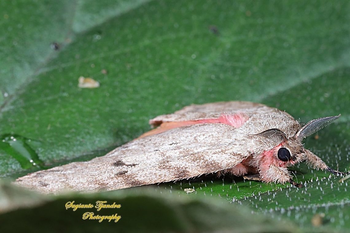 Tussock Moth  Fall,Geotagged,Indonesia