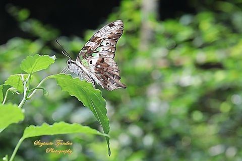 The Tailed Jay Butterfly, Graphium agamemnon agamemnon  Fall,Geotagged,Graphium agamemnon,Indonesia,Tailed Jay