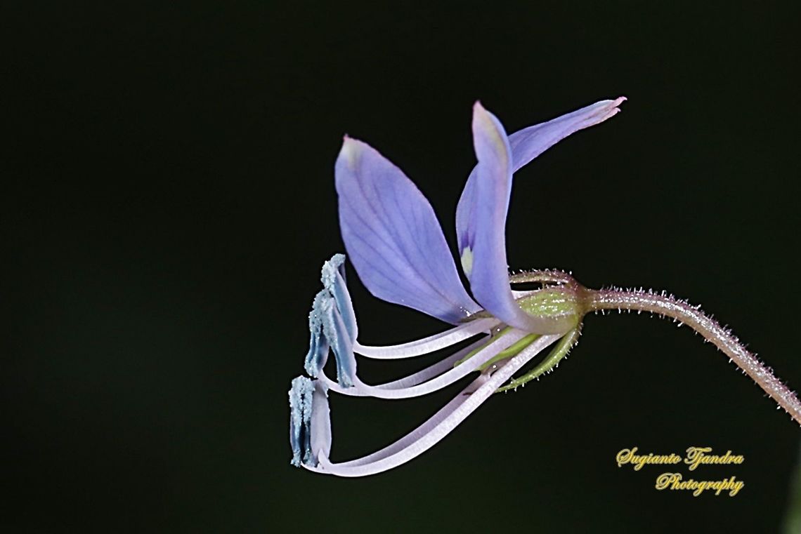 Purple Cleome, Cleome rutidosperma  Cleome rutidosperma,Fall,Fringed spider flower,Geotagged,Indonesia