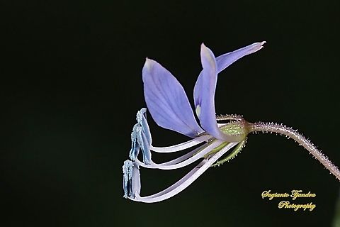 Purple Cleome, Cleome rutidosperma  Cleome rutidosperma,Fall,Fringed spider flower,Geotagged,Indonesia