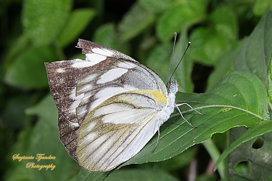 Striped Albatross Butterfly, Appias olferna olferna - female  Appias olferna,Eastern striped albatross,Fall,Geotagged,Indonesia